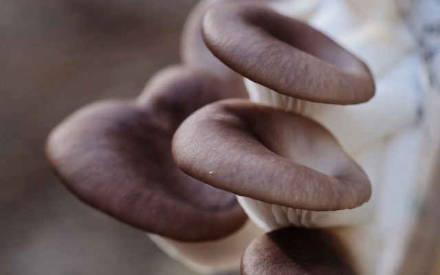 balkon-gemuese-pilze-pb-cc0-Ngoc-Huy-Nguyen-210125-1280x800 Pilze züchten