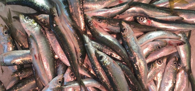 Mittelmeer-Fisch - Überfischung