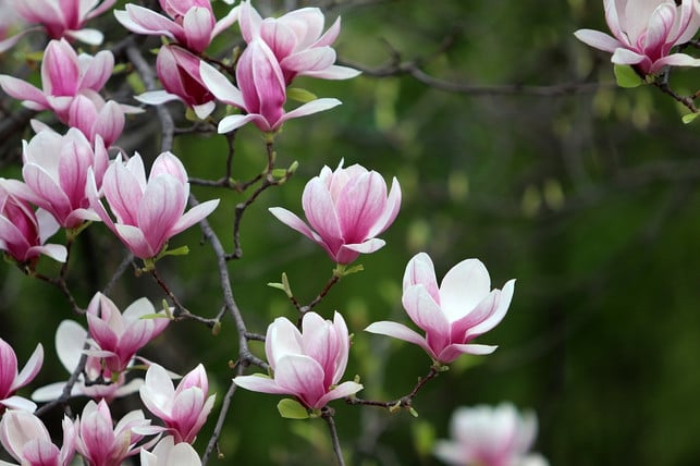 bei-der-magnolie-uebernehmen-kaefer-den-job-der-best-cc0-pixabay-heungsoon-230424_download Bei der Magnolie übernehmen Käfer den Job der Bestäubung.