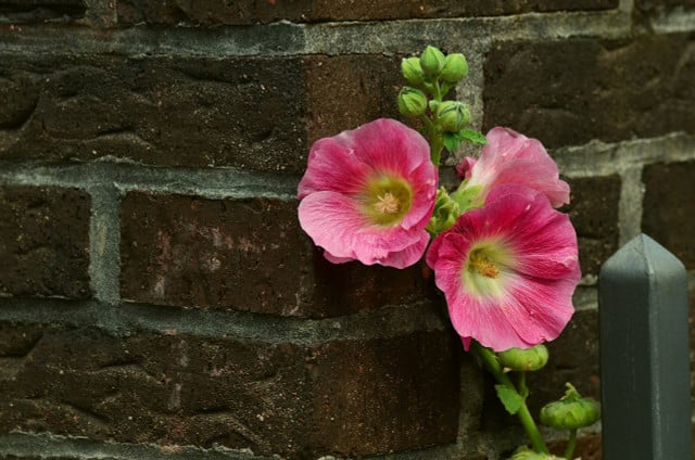 Wenn du Stockrosen pflanzen willst, solltest du am besten einen Pflanzort in der Nähe einer Mauer suchen.
