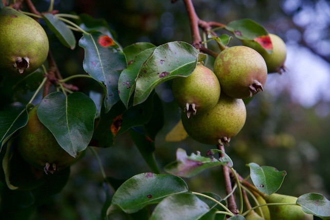 wenn-nur-wenige-flecken-auf-den-blaettern-zu-sehen-cc0-pixabay-alkemade-201006_download Wenn nur wenige Flecken auf den Blättern zu sehen sind, musst du den Baum nicht unbedingt mit Pilzmittel behandeln.