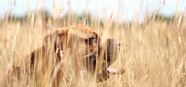 Hund Grannen Feld tödlich