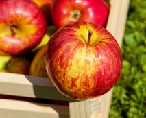 Apfelmark selber machen: Einfaches Rezept mit zwei Zutaten