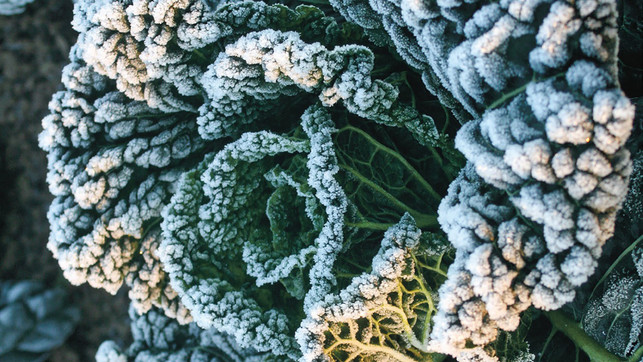 gemuese-winter-balkon-gruenkohl-dpa-231016-1280x720 Dass Grünkohl gut mit Frost kann, ist bekannt. Doch auch andere Gemüse sind robuster, als man denkt. Spinat etwa gehört dazu.