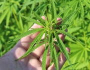 Medizinisches Cannabis München anbauen