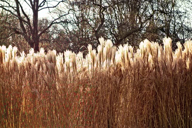 pampasgras-zaehlt-je-nach-sorte-zu-den-invasiven-ar-cc0-pixabay-mabelamber-250307_download Pampasgras zählt je nach Sorte zu den invasiven Arten.