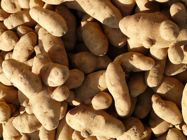 unfoermige-kartoffeln-landen-oft-auf-dem-muell-obwoh-cc0-pixabay-hans-180605_download Unförmige Kartoffeln landen oft auf dem Müll obwohl sie genauso gut schmecken wie runde Artgenossen