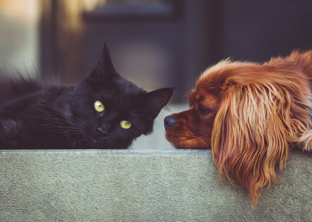 When dogs or cats have diarrhea, you can give them carrot soup that has been cooked for a long time.