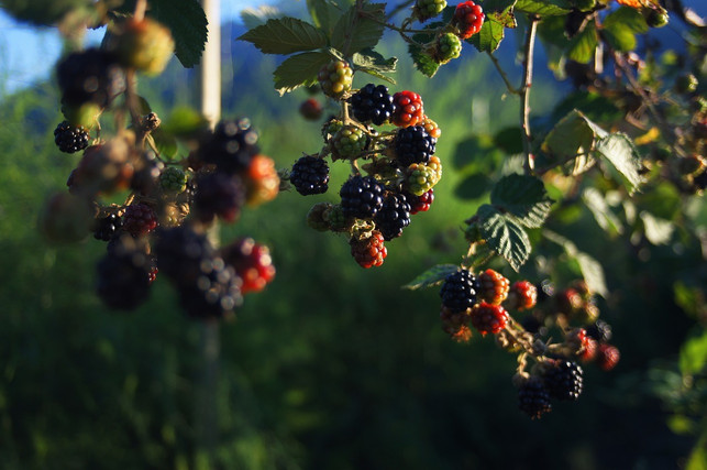 brombeeren-unterschieden-wird-zwischen-rankenden-cc0-public-domain-pixabay-landhausdekowerkstat-180627_download Brombeeren schneiden: Unterschieden wird zwischen rankenden und aufrecht wachsenden sowie bedornten und dornlosen Sorten.