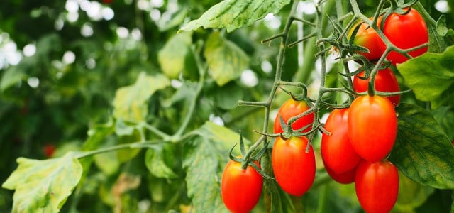 tomaten vermehren