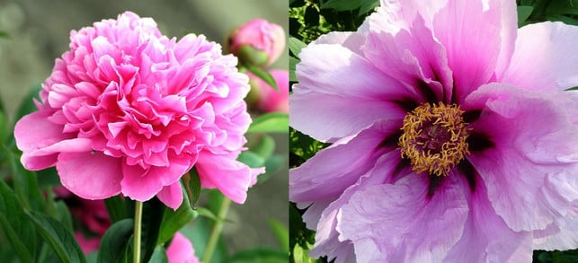 links-gefuellte-pfingstrose-rechts-ungefuellte-pf-pixabay-links-rycky21-rechts-jana-190627_download Links: gefüllte Pfingstrose, rechts: ungefüllte Pfingstrose.