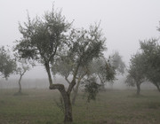 Olivenbaum Frostschaden