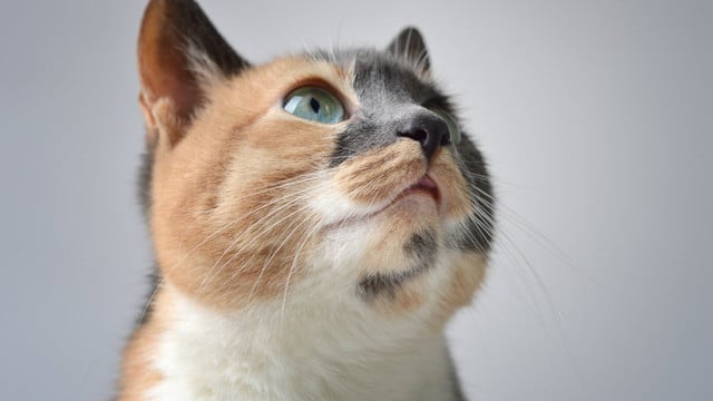 katze-geraeusche-cc0--pixabay--ilovechile-travel-251004 Katze Geräusche