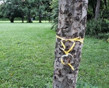 Bäume tragen gelbe Bänder: Was sie bedeuten und wem sie helfen