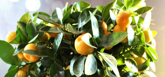 calamondin