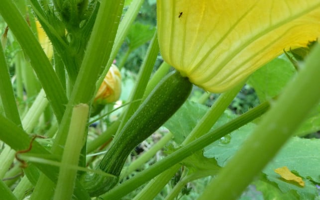 essbare-blueten-p-melanie-oehlenbach-170502-1280x800 Essbare Blüten, Zucchini Blüte