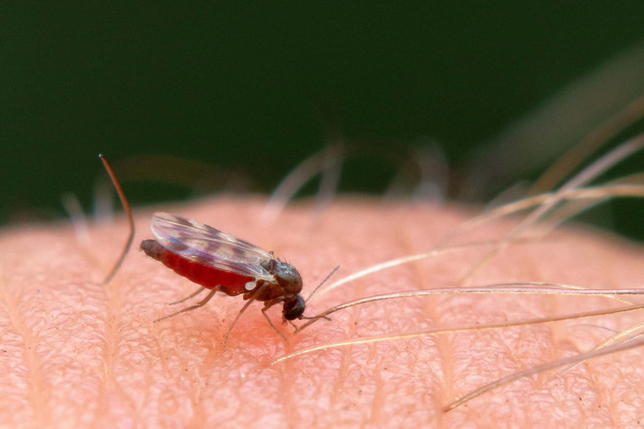 a-mosquito-bite-allergy-is-caused-by-saliva-cc0--pixabay--emphyrio-260724_download A mosquito bite allergy is caused by the animals' saliva.