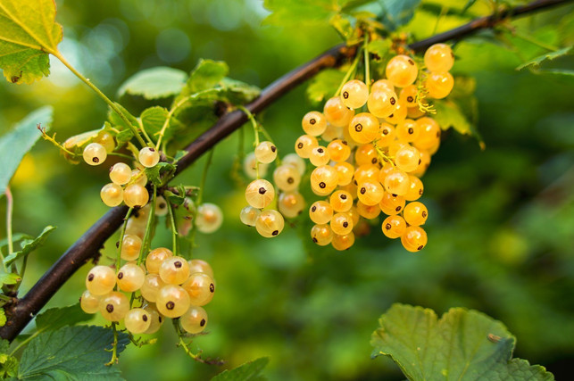 johannisbeeren-richtig-schneiden-je-juenger-die-tr-cc0-pixabay-humusak-180527_download Johannisbeeren richtig schneiden: Je jünger die Triebe, desto mehr Früchte wachsen.
