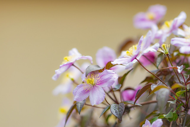 clematis-ist-eine-kletterpflanze-die-sich-als-sic-cc0-pixabay-mrdidg-230425_download Clematis ist eine Kletterpflanze, die sich als Sichtschutz auf dem Balkon eignet.