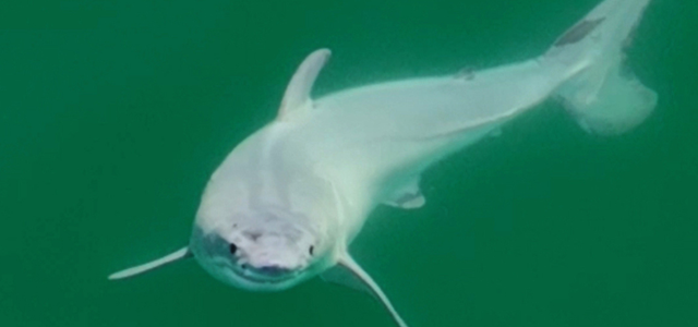 Fotograf entdeckt Weißen Hai: Warum diese Aufnahme einzigartig sein soll