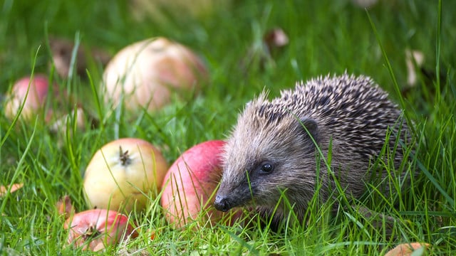 Streuobstwiesen sind mehr als nur Obstplantagen Streuobstwiesen sind mehr als nur Obstplantagen