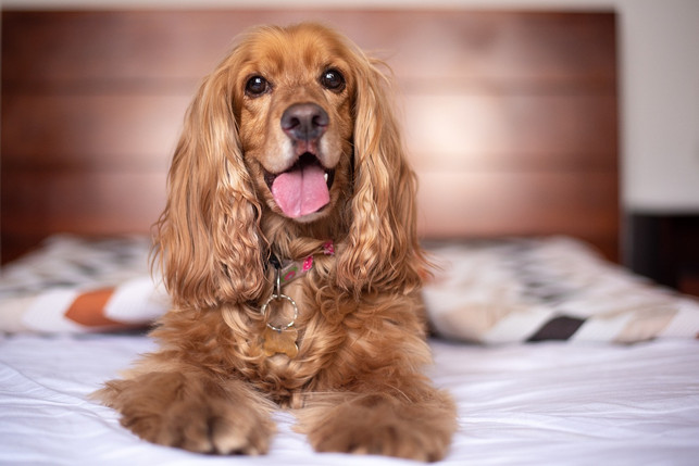 nur-saubere-und-gesunde-hunde-sollten-bei-dir-im-b-cc0-pixabay-alkhaine-221030_download Nur saubere und gesunde Hunde sollten bei dir im Bett schlafen.