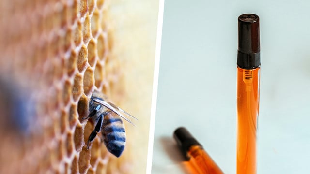Propolis: Wirkung, Anwendung und Risiken Propolis: Wirkung, Anwendung und Risiken