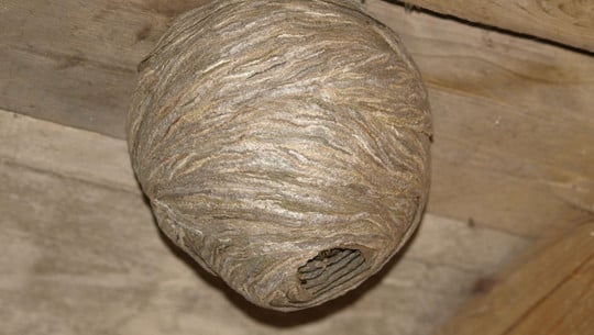 Wespennest im Winter entfernen: Darum ist das keine gute Idee Wespennest im Winter