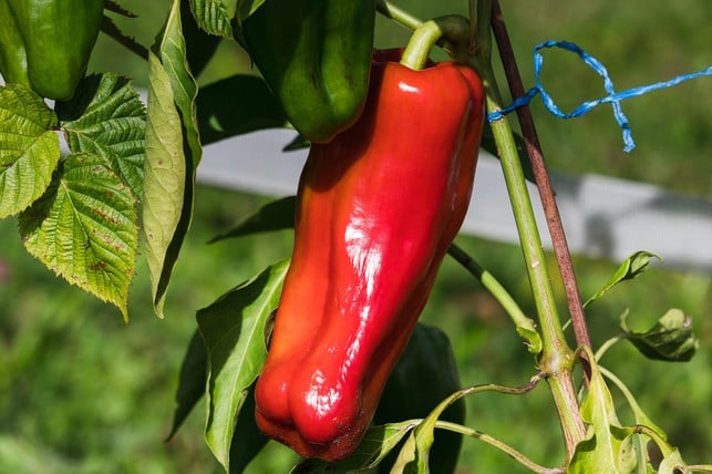 paprika-benoetigen-einen-sonnigen-standort-cc0-pixabay-duplex-240526_download Paprika benötigen einen sonnigen Standort.