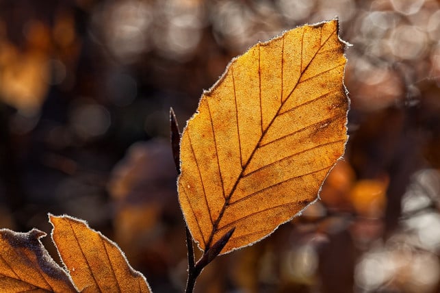 das-bunte-laub-faellt-im-herbst-vom-baum-und-bietet-cc0-pixabay-waldrebell-221013_download Das bunte Laub fällt im Herbst vom Baum und bietet ihm an den Wurzeln Frostschutz.