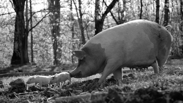 in-gunda-wird-ein-zuchtschwein-portraetiert-filmwelt-verleihagentur-sant-usant-v-kossa-210811_download In "Gunda" wird ein Zuchtschwein porträtiert.