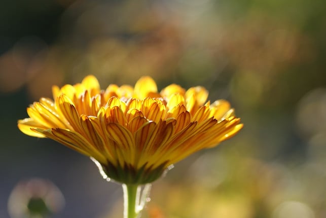 The bright flowers of the marigold are full of valuable ingredients.