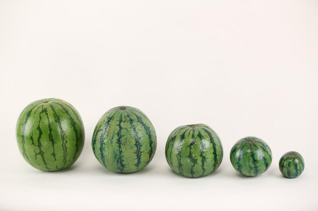 die-mini-wassermelone-braucht-einen-moeglichst-sonn-cc0-pixabay-haujord-220622_download Die Mini-Wassermelone ist eine essbare Kletterpflanze, die einen möglichst sonnigen Standort braucht.