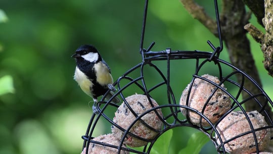 meisenknoedel-selber-machen-cc0-pixabay-ralphs_fotos-220213 Meisenknödel selber machen