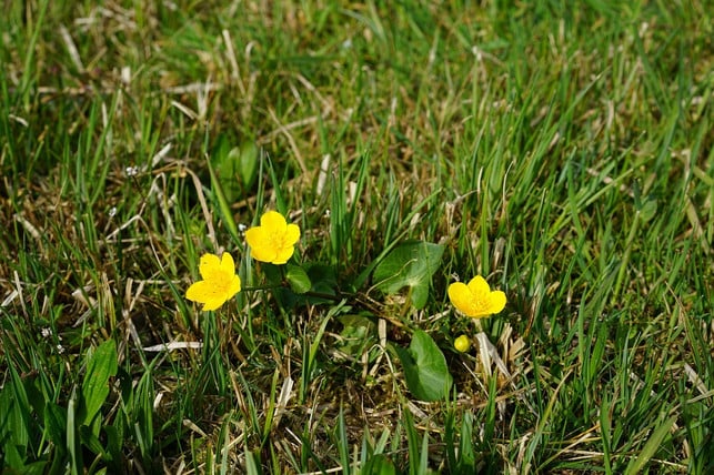 die-gelbe-sumpfdotterblume-waechst-in-der-freien-na-cc0-pixabay-hans-190822_download Die gelbe Sumpfdotterblume wächst in der freien Natur vor allem in Sumpfgebieten und in der Nähe von Teichen.