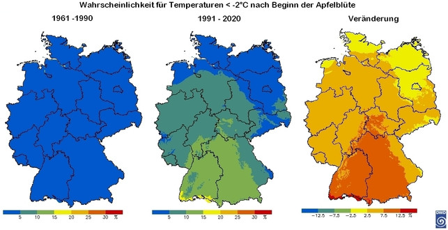 das-bild-zeigt-die-wahrscheinlichkeit-fuer-temperat-httpswwwdwddedewetterthema_des_tages2023-231210_download Das Bild zeigt die Wahrscheinlichkeit für Temperaturen von unter -2 °C nach Beginn der Apfelblüte für die Zeiträume 1961-1990 (links), 1991-2020 (mittig) und die Veränderung zwischen den beiden Zeiträumen in %.