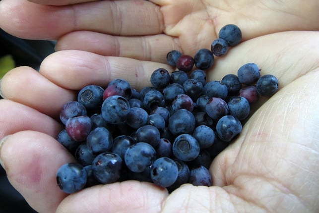 wilde-heidelbeeren-sind-aufgrund-des-hohen-gehalts-cc0-pixabay-catazul-231115_download Wilde Heidelbeeren sind aufgrund des hohen Gehalts an Anthocyanen besonders gesund.