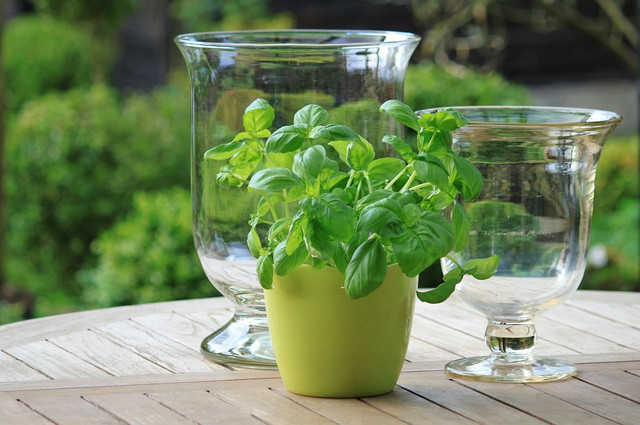 When basil is in bloom, you can use the flowers to make homemade vinegar, for example.