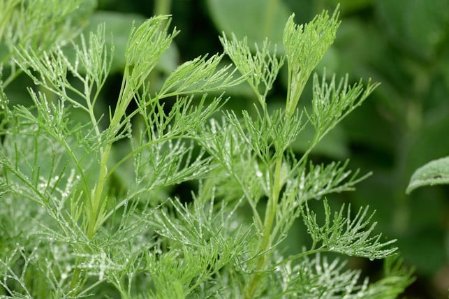 Ebersche has been used and grown as a medicinal herb since antiquity
