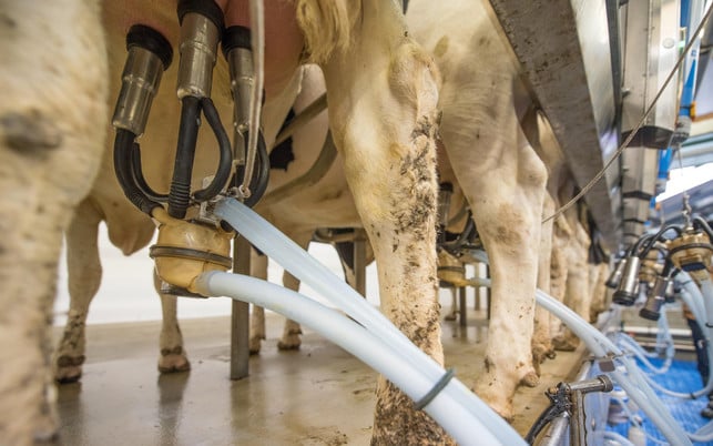 Milch trinken: Massentierhaltung belastet das Klima Milch trinken: Massentierhaltung belastet das Klima
