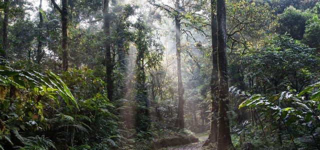 regenwald abholzung