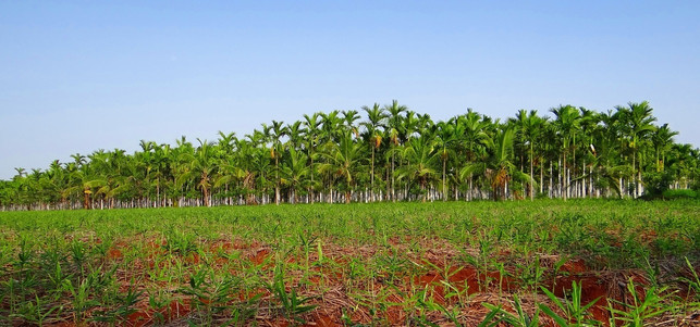 palmoel-plantagen-verdraengen-den-regenwald-cc0-pixabay-sarangib-170806_download Palmöl-Plantagen verdrängen den Regenwald