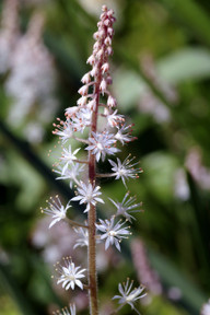 pro-quadratmeter-kannst-du-etwa-acht-schaumblueten-cc0-pixabay-arcaion-200827_download Pro Quadratmeter kannst du etwa acht Schaumblüten einpflanzen.