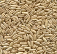 kamutkoerner-sind-laenglicher-als-herkoemmlicher-weiz-cc0-pixabay-klaber-180813_download Kamutkörner sind länglicher als herkömmlicher Weizen.