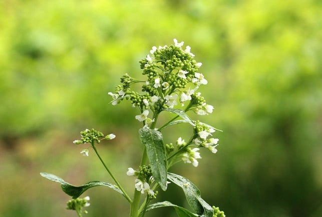 in-den-wurzeln-von-meerrettich-stecken-gesunde-sen-cc0-pixabay-_alicja_-201118_download Meerrettich ist gesund: In den Wurzeln stecken gesunde Senföle.