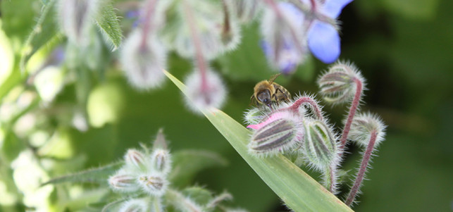 nearbees-heimische-honigbiene-z-nearbees-160617-1280x600 Heimische Honigbienen sind wichtig für die Bestäubung