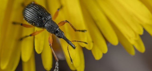 Tritt der Rüsselkäfer in Massen auf, kann er deine Pflanzen schädigen.