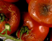 NDR: Supermärkte verkaufen schimmliges Obst und Gemüse