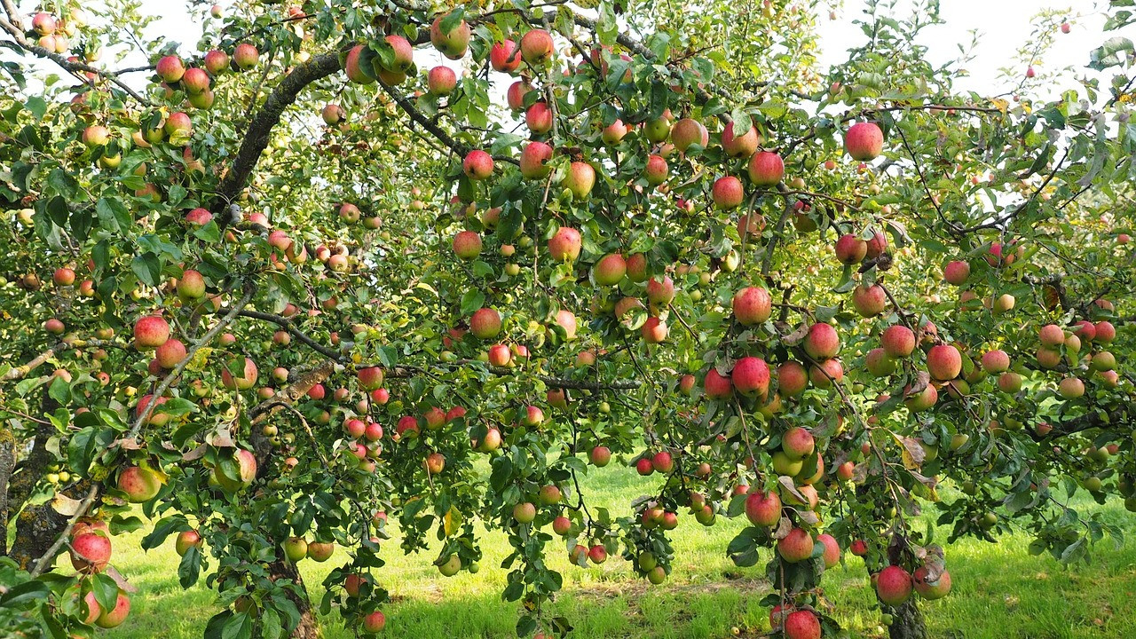Apfelbaum pflanzen: Die richtige Sorte, Zeitpunkt und Standort - Utopia.de