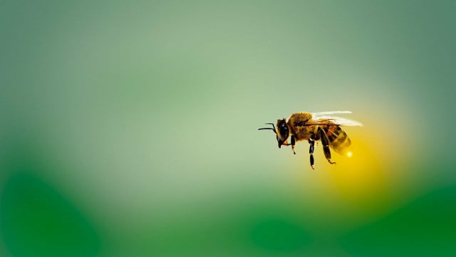 10 Pflanzen, die Bienen nichts nützen